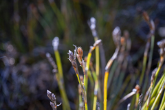 Eurychorda complanata