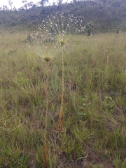 Paepalanthus chiquitensis