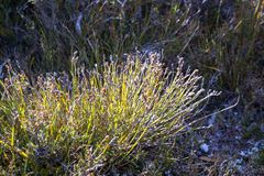 Eurychorda complanata