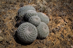 Coryphantha recurvata recurvata
