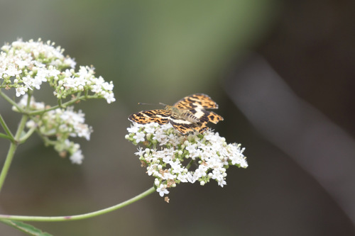 Araschnia doris
