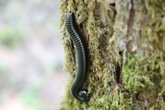 Archispirostreptus gigas