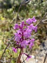 Orchis quadripunctata