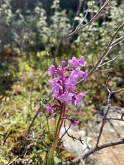 Orchis quadripunctata