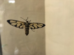 Amata grotei