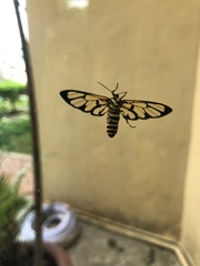 Amata grotei