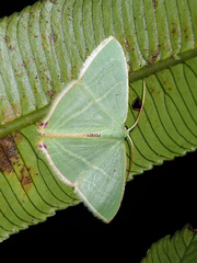 Urolitha bipunctifera