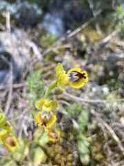 Ophrys sicula