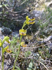 Ophrys sicula