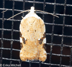 Acleris cervinana