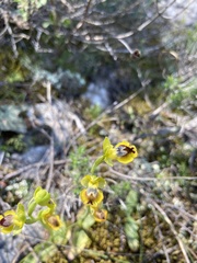 Ophrys sicula