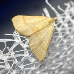 Anachloris subochraria