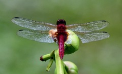 Urothemis signata insignata