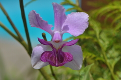 Papilionanthe hookeriana