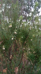 Leptecophylla oxycedrus