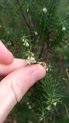 Leptecophylla oxycedrus