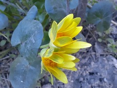 Ficaria verna calthifolia