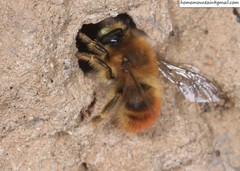 Anthophora plagiata