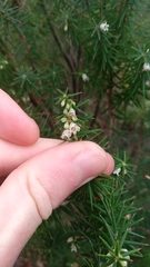 Leptecophylla oxycedrus