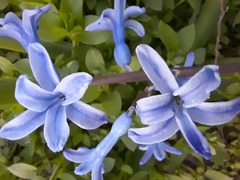 Hyacinthus orientalis