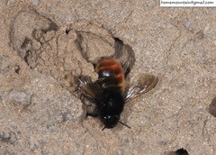 Anthophora plagiata