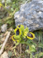 Ophrys lutea phryganae