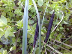 Carex melanostachya