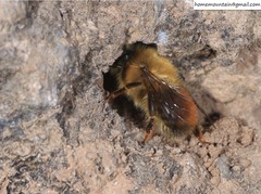 Anthophora plagiata