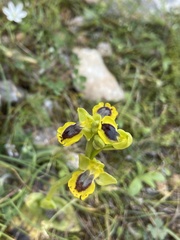 Ophrys lutea phryganae