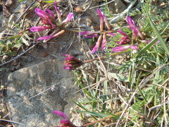 Astragalus suprapilosus