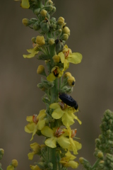 Melanotus punctolineatus