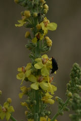 Melanotus punctolineatus