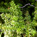 Podocarpus laetus × podocarpus nivalis - Photo no rights reserved, uploaded by Peter de Lange