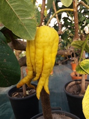 Citrus medica sarcodactylis