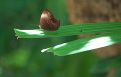 Abisara saturata