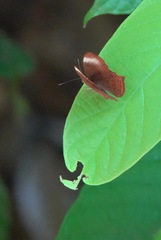 Abisara saturata