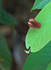 Abisara saturata