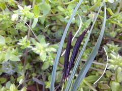 Carex melanostachya