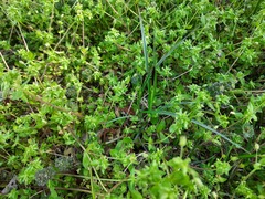 Carex melanostachya