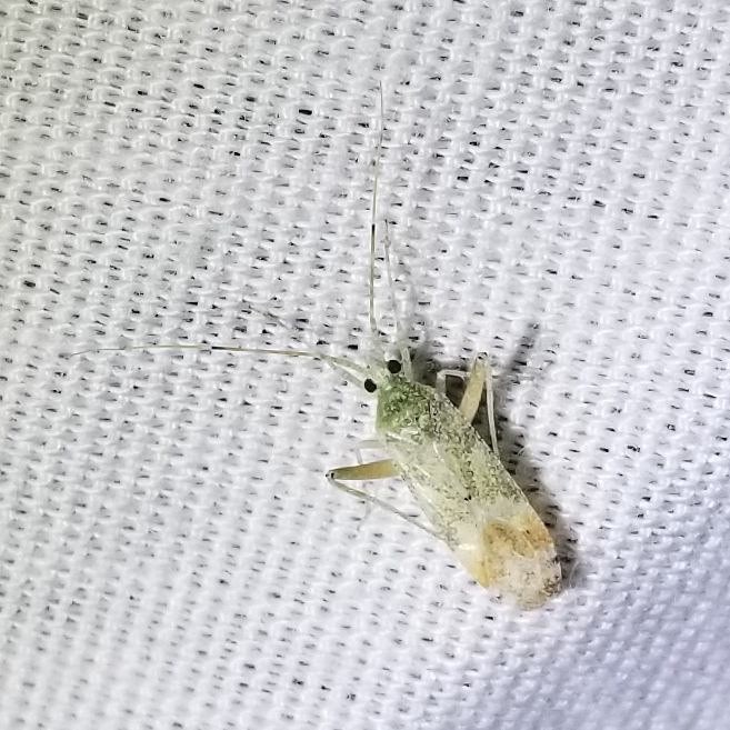 Phytocoris geniculatus