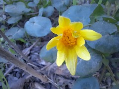 Ficaria verna calthifolia