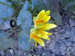 Ficaria verna calthifolia