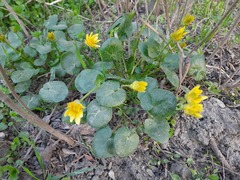 Ficaria verna calthifolia