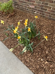Narcissus pseudonarcissus