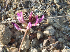 Astragalus suprapilosus