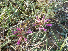 Astragalus suprapilosus