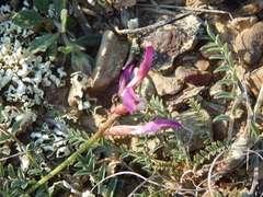 Astragalus suprapilosus