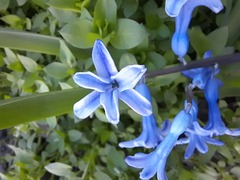 Hyacinthus orientalis