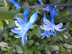 Hyacinthus orientalis