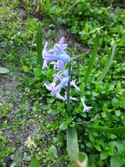 Hyacinthus orientalis